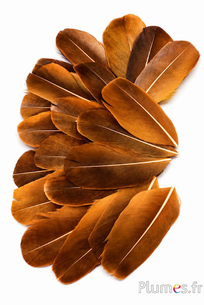 Petali in piume - 6-8 x 3-4 cm - oro azteco